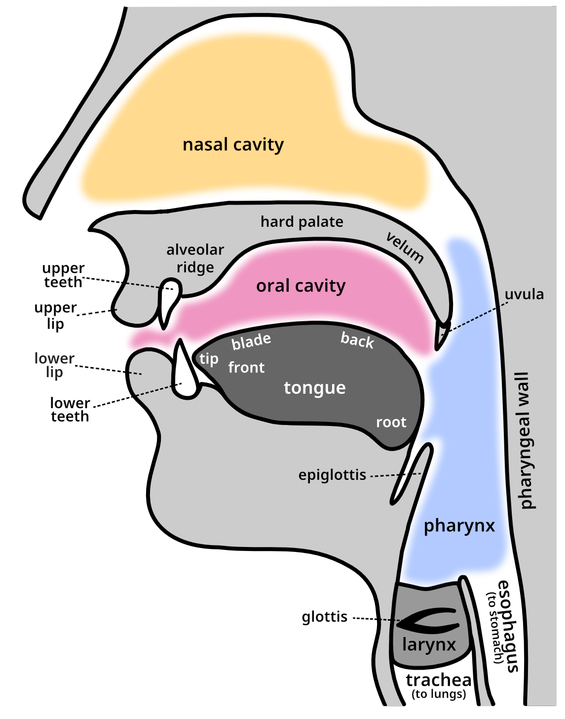 described in detail following the image